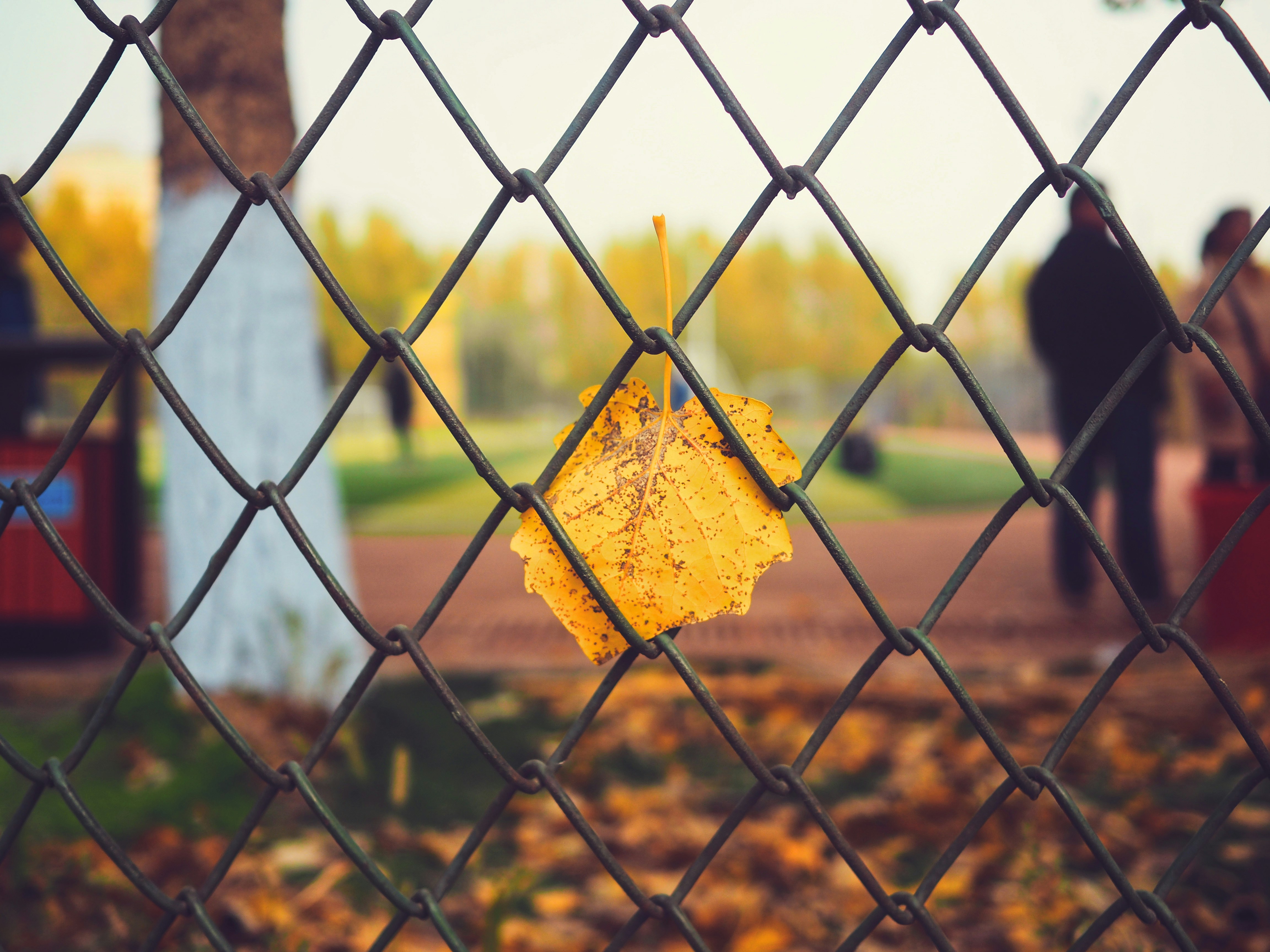 yellow leaf plant