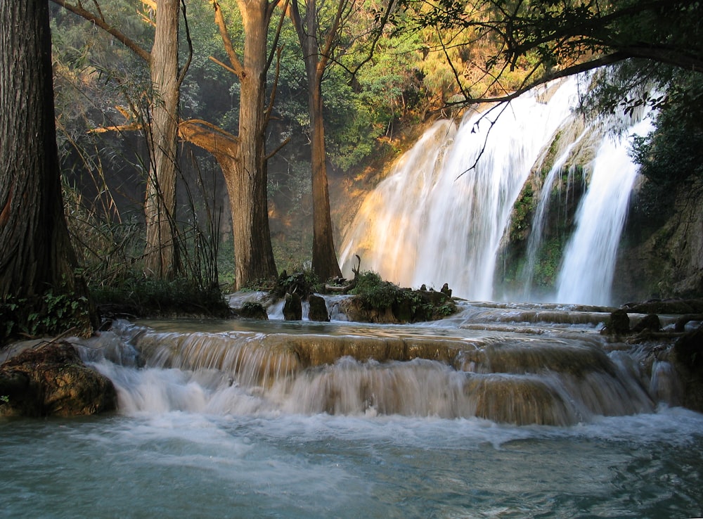 trees beside waterfalls