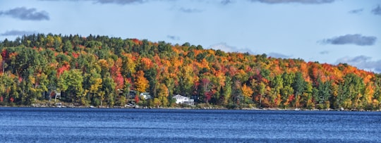 trees beside lake in Piopolis Canada