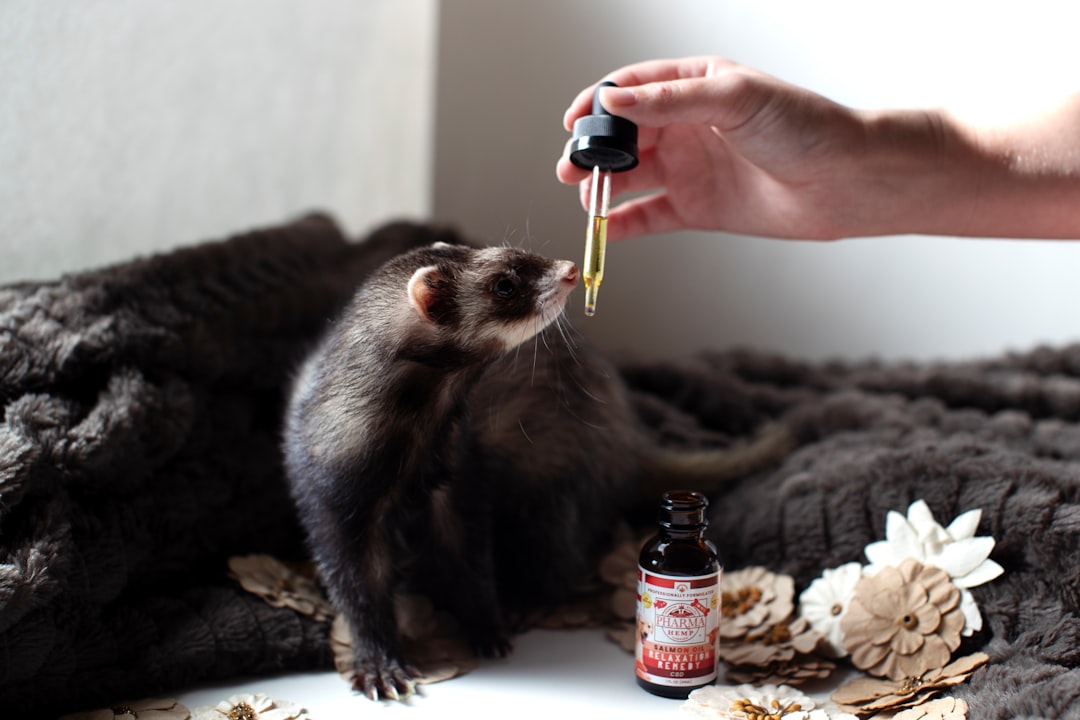 Ferret being fed with a dropper in the house. 