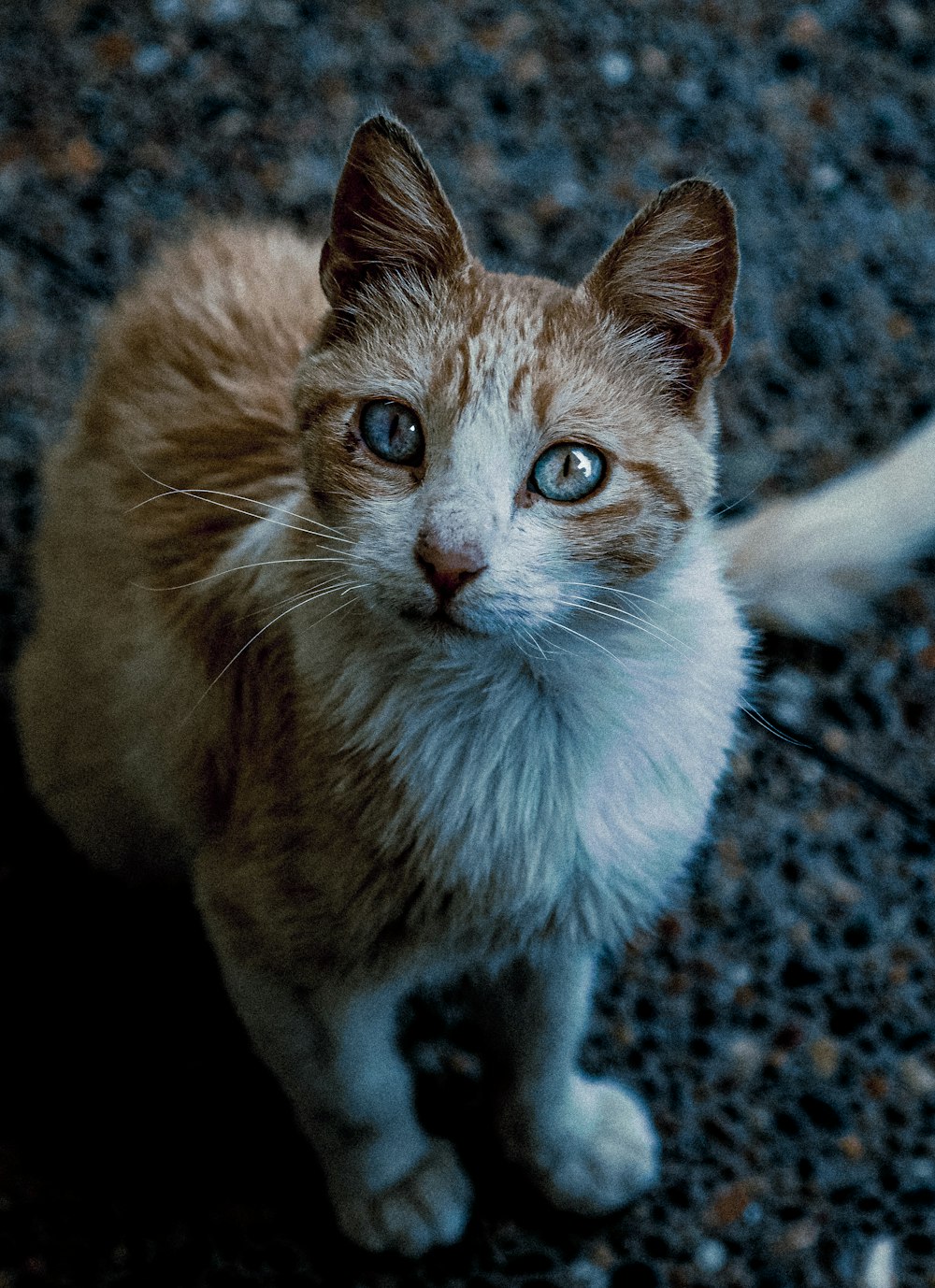 short-fur white and brown cat