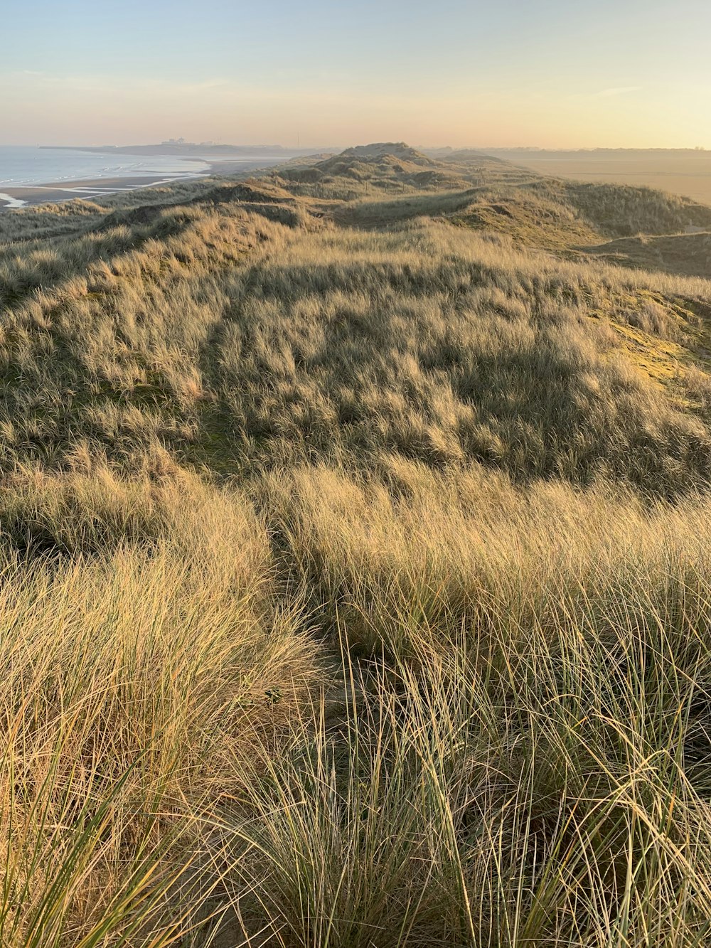 brown grass mountain