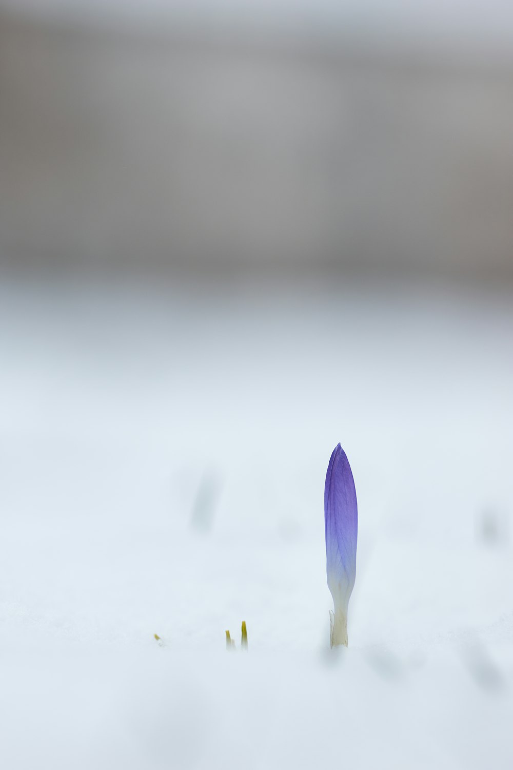 purple and white petaled flower