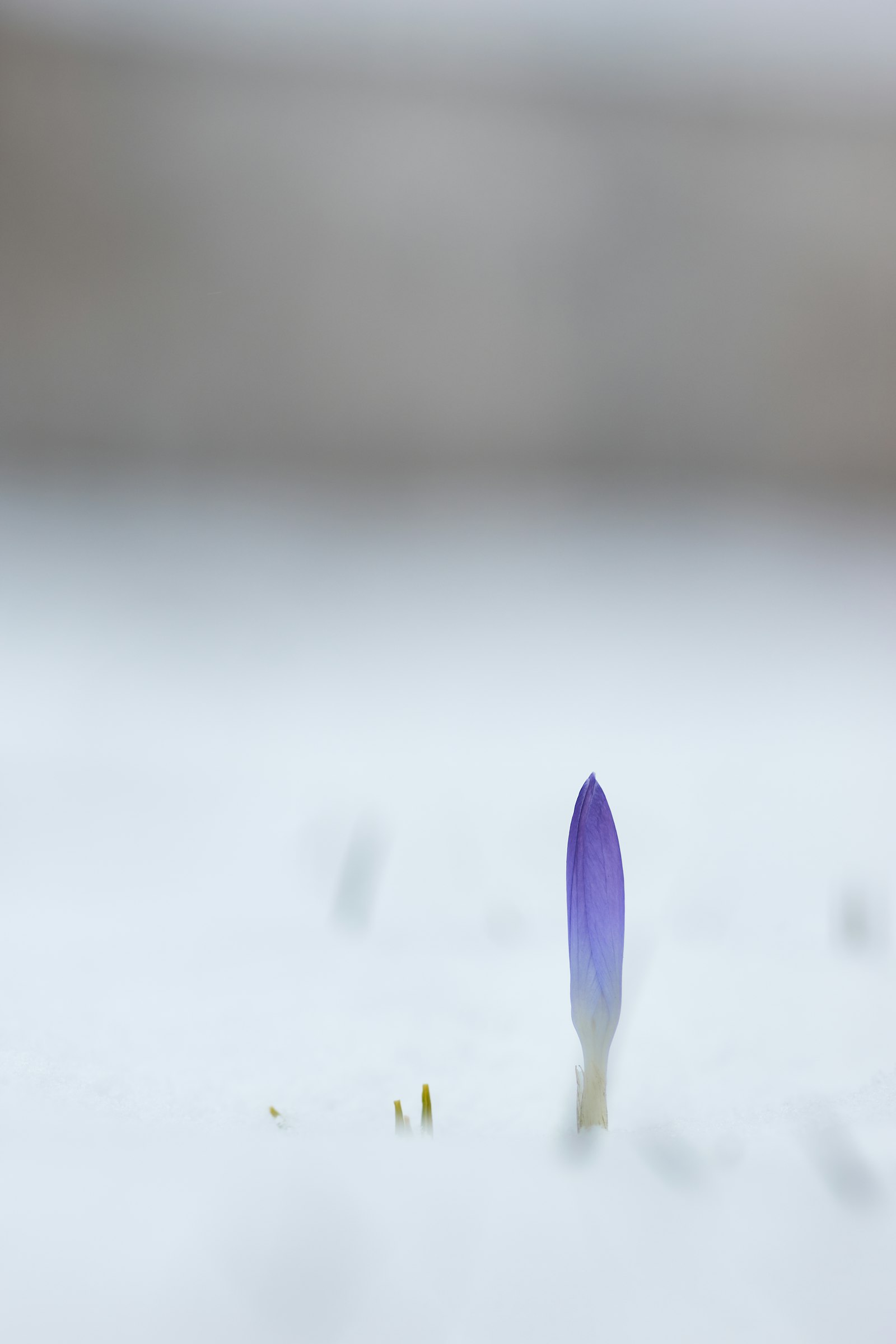 Minolta AF 100mm F2.8 Macro [New] sample photo. Purple and white petaled photography