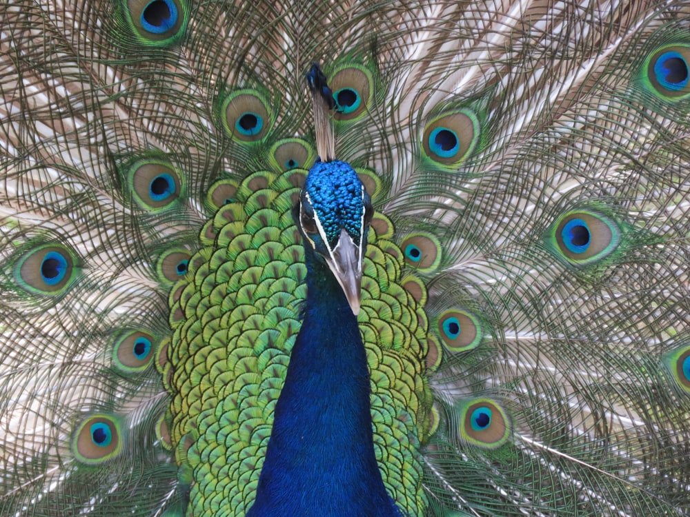 blue and green peacock peacock