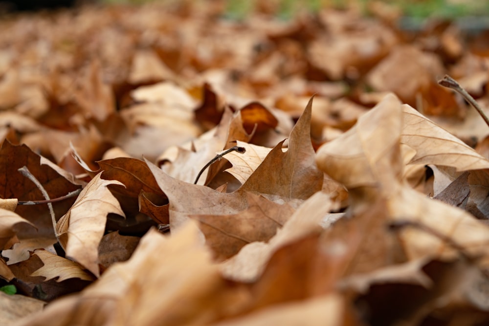 brown and black leaf plant