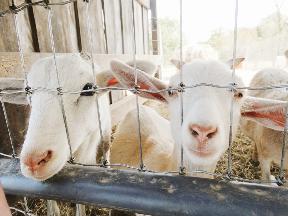 two white-and-brown goats