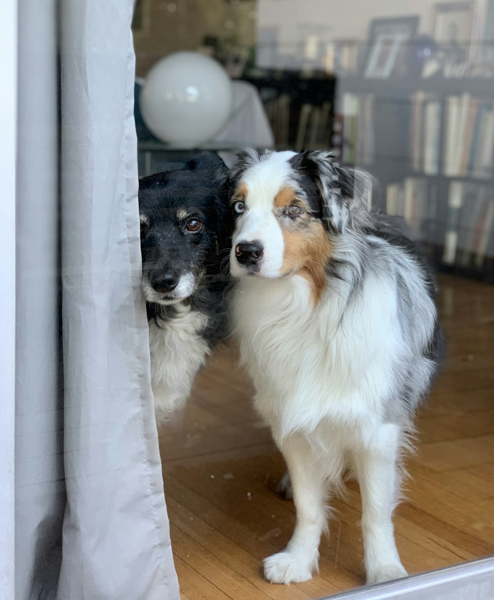 white and black Border Collie