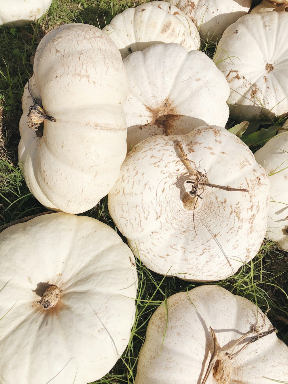 white and brown floral decors