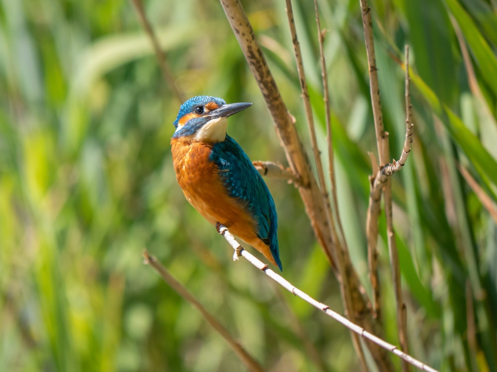 blue and brown bird with green bird