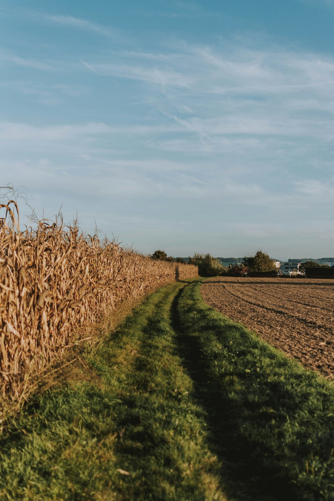 brown and green grass field