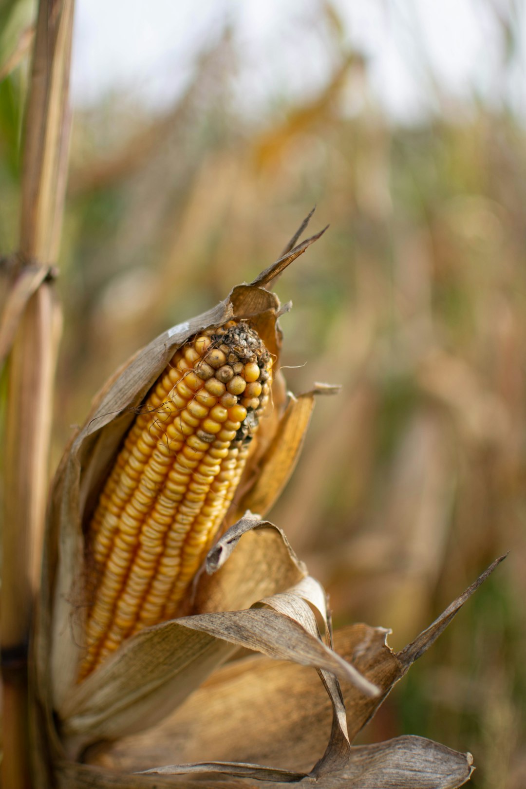 brown and black corn