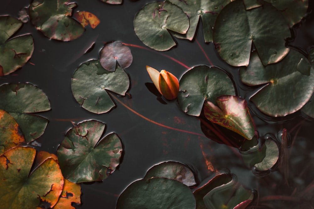 green and brown leaf plant