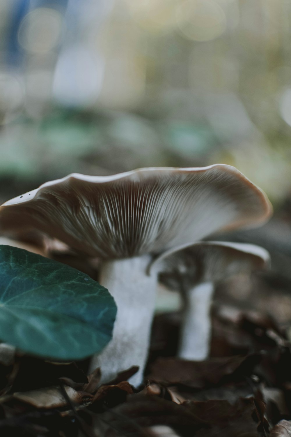 brown and white mushroom