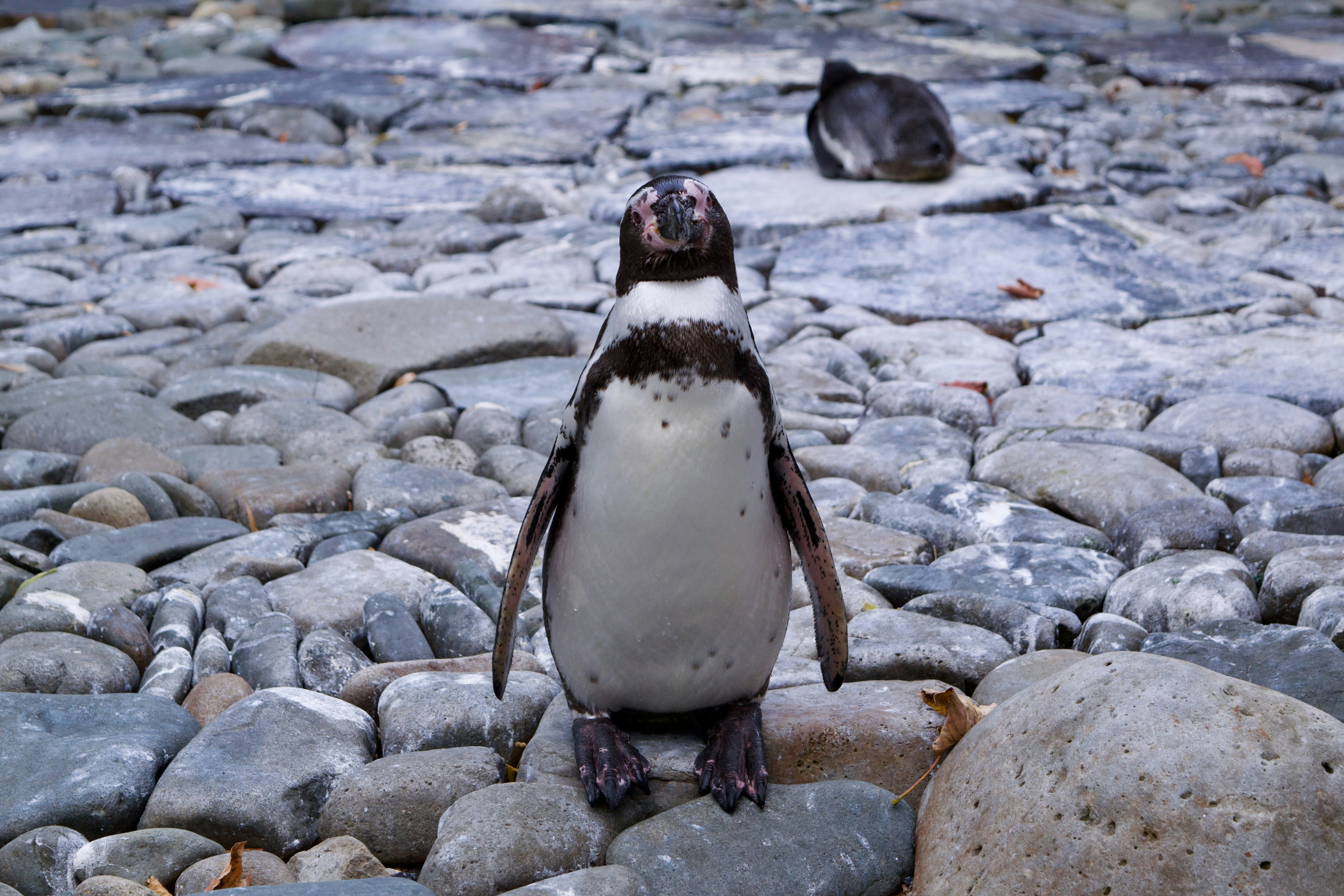 Photo of a penguin in captivity, Prague Zoo, Czechia