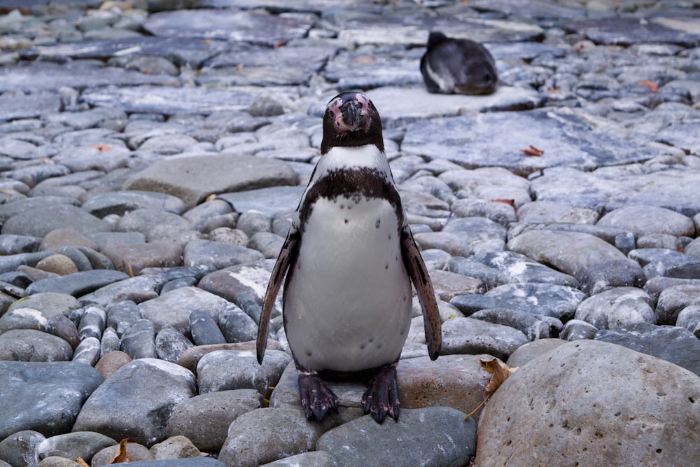 peluche de pingüino blanco y negro