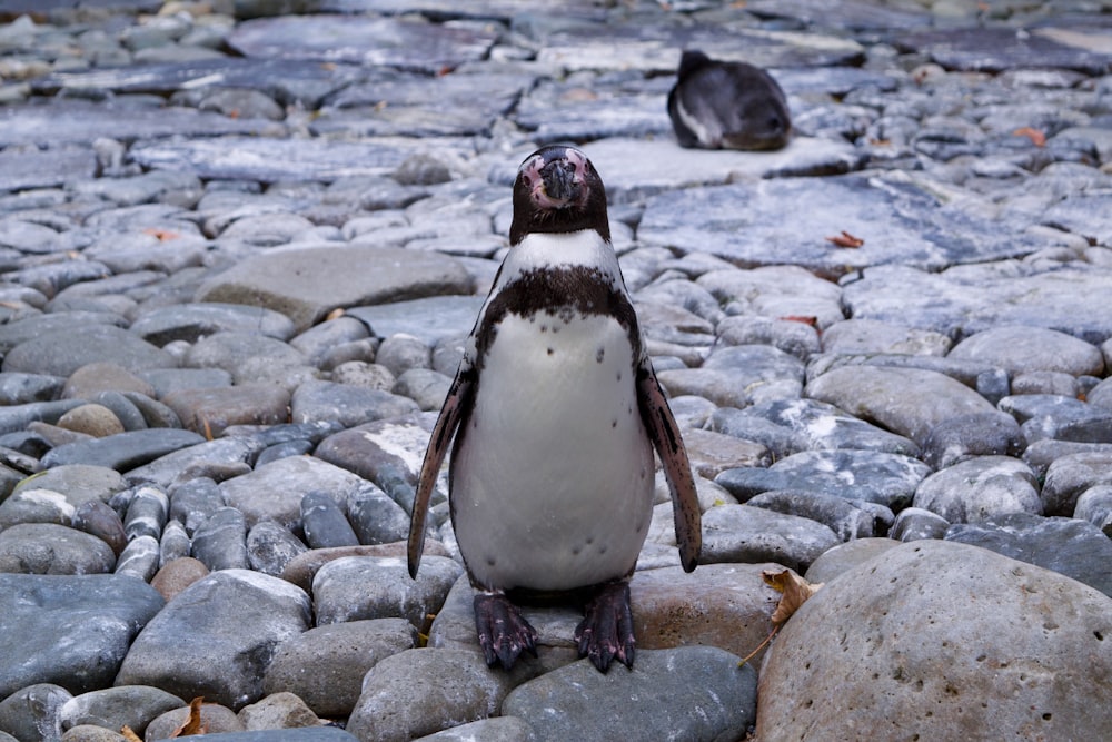 white and black penguin plush toy