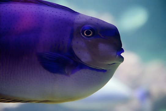A close-up view of a fish with smooth, shiny scales that exhibits shades of deep blue and purple. The fish has a pronounced eye and a seemingly peaceful expression. The background is a soft blur of blues and greens, suggesting an underwater environment.