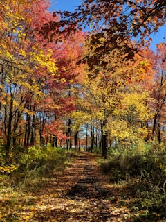 A vibrant oil painting of a sunlit forest path in autumn, rich with warm oranges and reds.