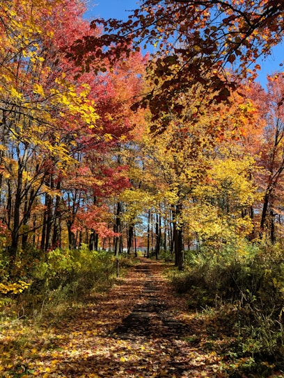 A vibrant oil painting of a sunlit forest path in autumn, rich with warm oranges and reds.