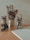 A collection of art supplies is arranged on a wooden table. Various paintbrushes are stored in tin and glass containers. Several small glass bottles of ink or paint are nearby, and an empty canvas lies on the table.