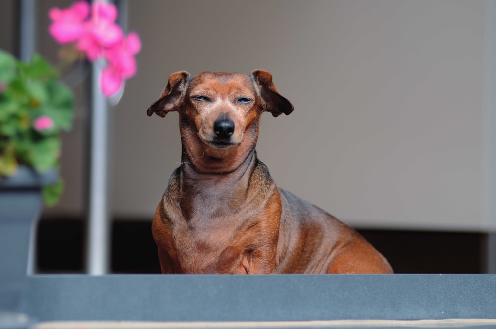 short-coated brown dog near pink petaled flower