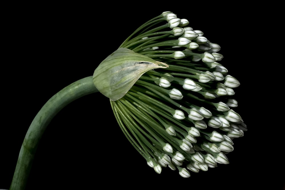 white flowers