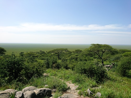 A scenic view of a lush African landscape with wildlife.