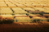 Aerial view of sprawling golden cereal fields under a soft sunset.