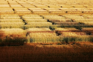 Aerial view of a vast agricultural field with rows of golden crops forming a grid pattern. The field is bathed in warm sunlight, casting shadows that accentuate the lines of the crops.