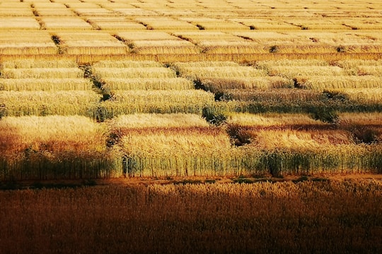 Aerial view of a vast agricultural field with rows of golden crops forming a grid pattern. The field is bathed in warm sunlight, casting shadows that accentuate the lines of the crops.
