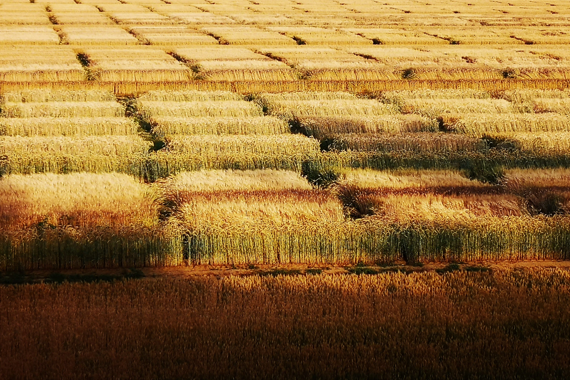 An aerial view of a vast, golden farmland at harvest time, with neat rows of crops stretching into the horizon under a clear sky.