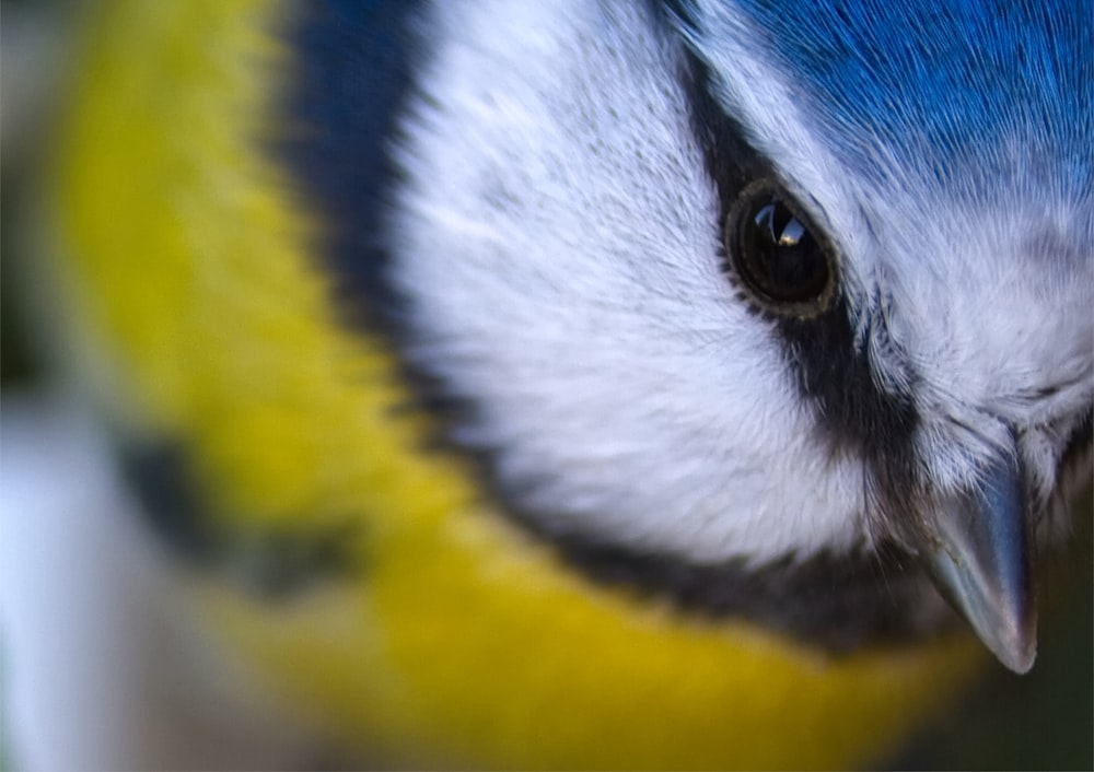 Photographie sélective d’oiseaux blancs, jaunes et bleus