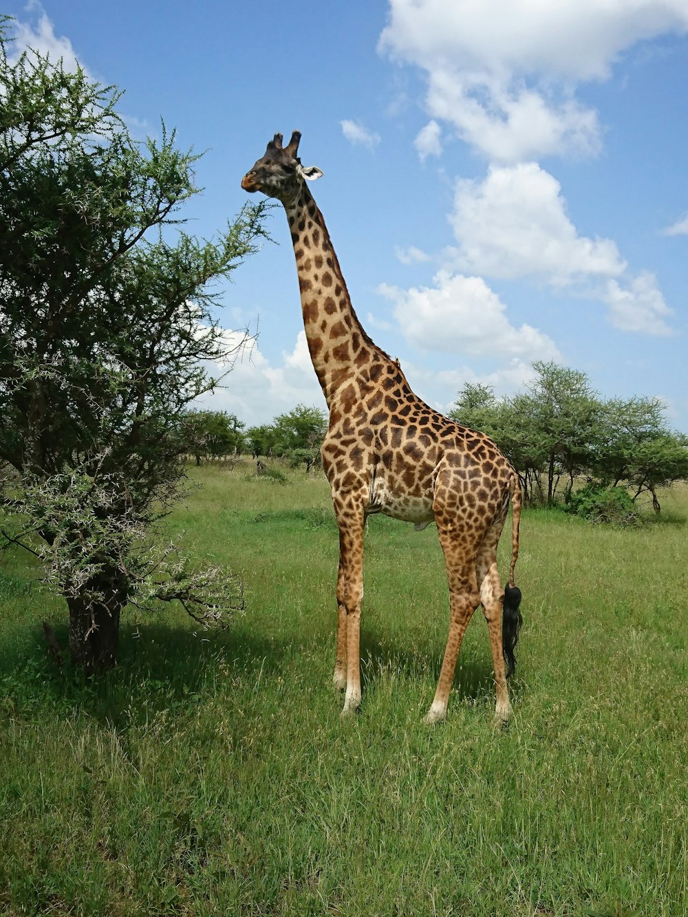 shallow focus photo of brown giraffe