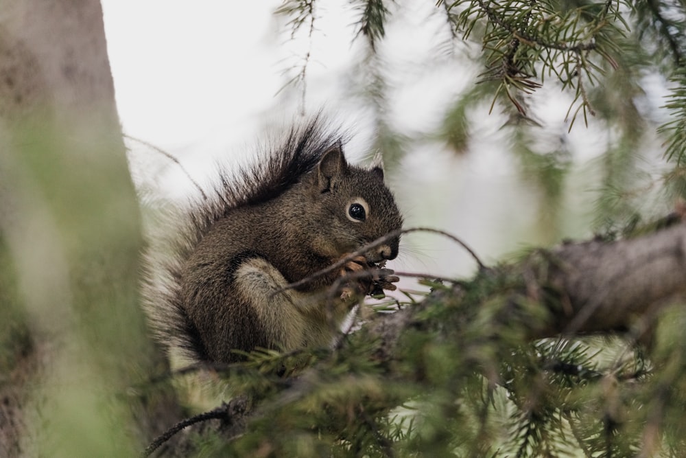 brown squirrel