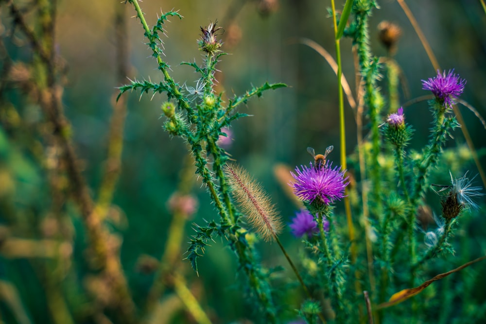 purple petaled flower close up photography