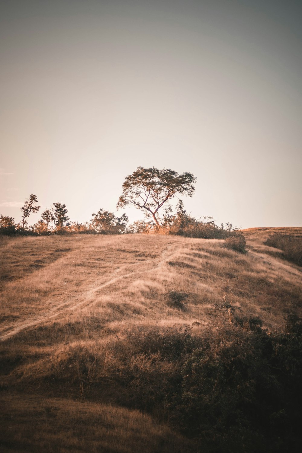 green trees on mountain during daytime