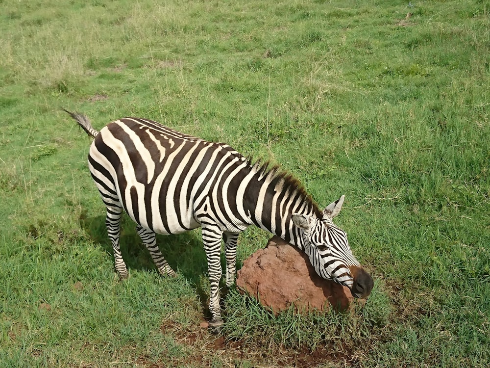 adult zebra