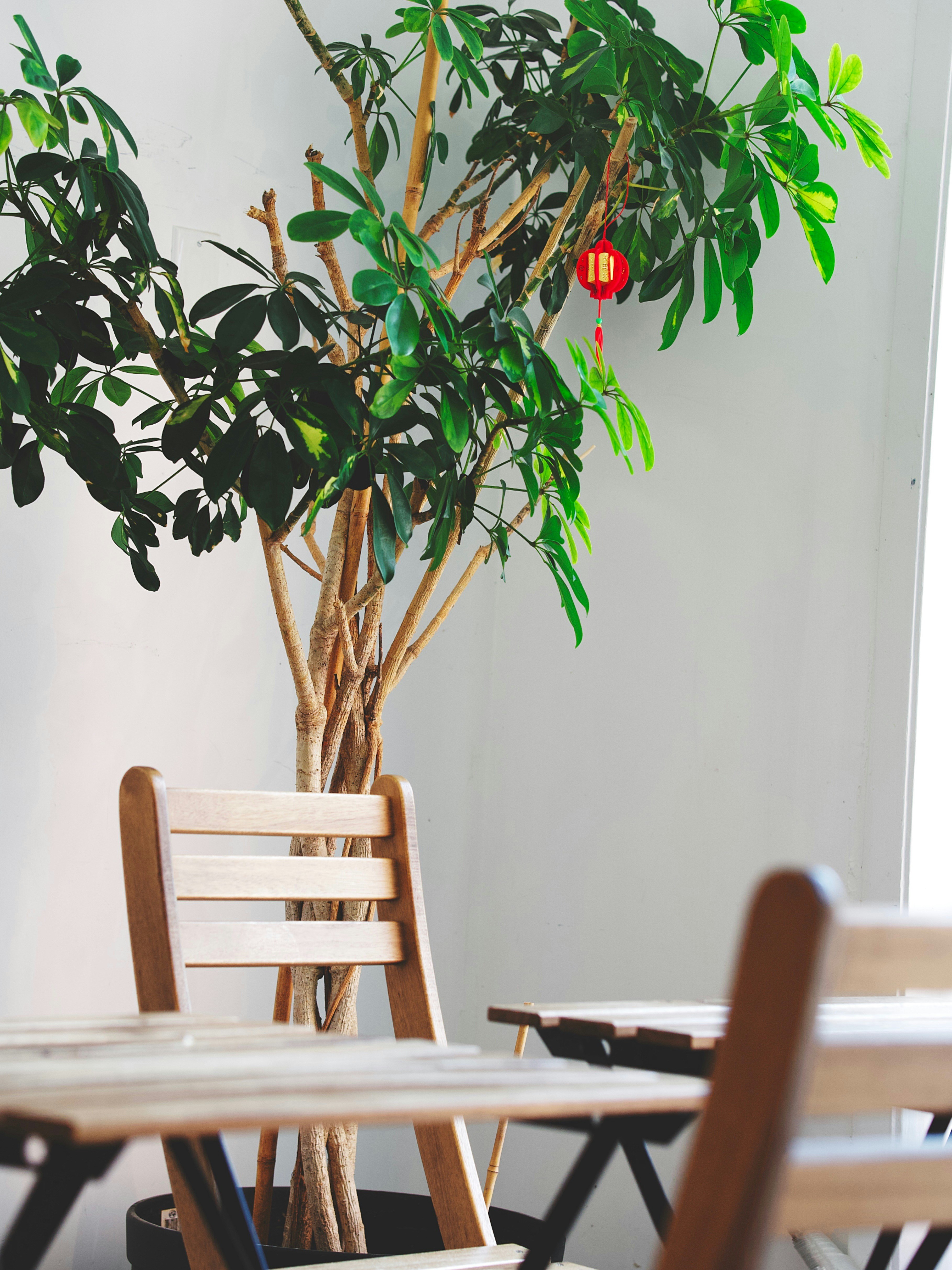 shallow focus photo of green indoor plants