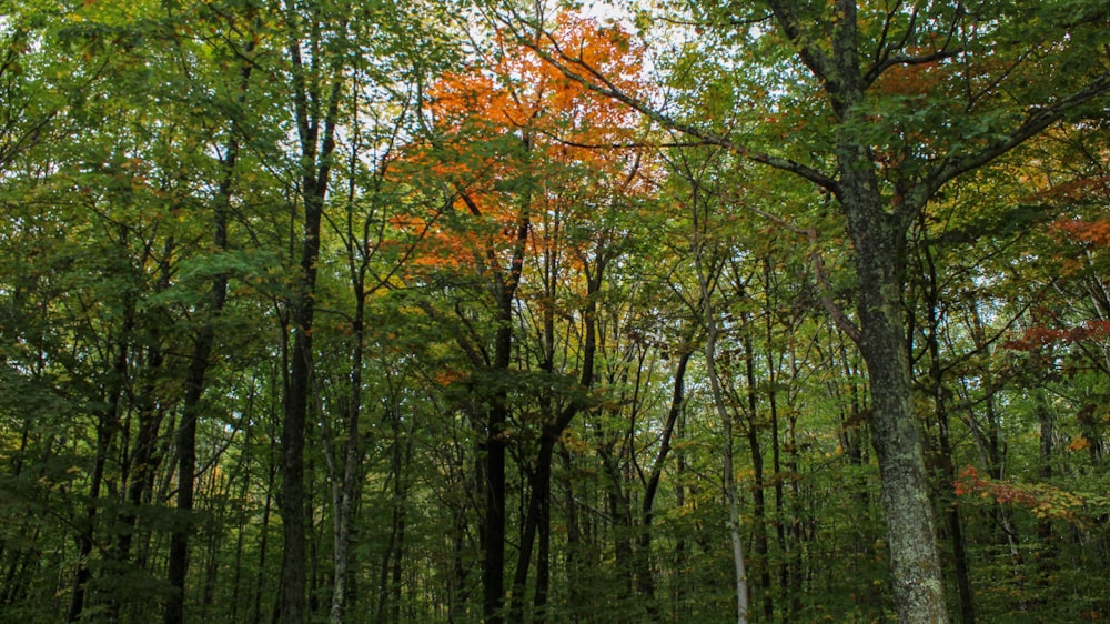 green forest trees view at daytime