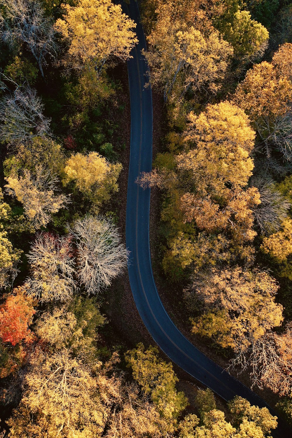 bird's eye photo of road