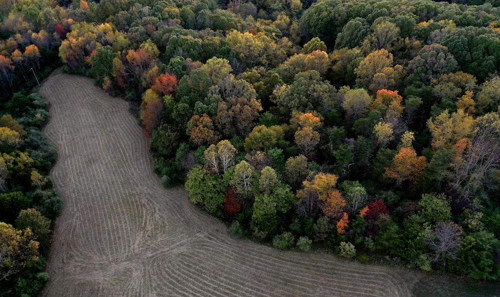 aerial photo of green trees