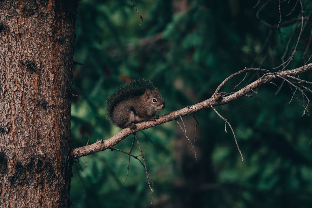 selective focus photography of squirrel on branch
