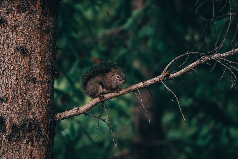 selective focus photography of squirrel on branch