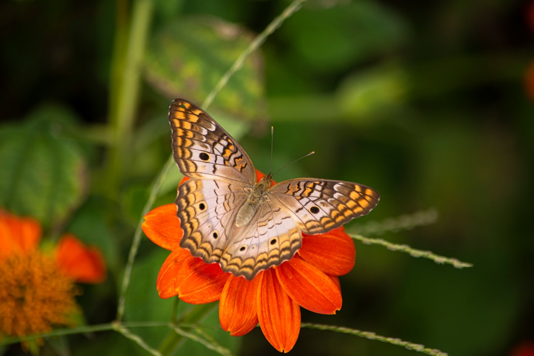 brown moth on orange petaled flower