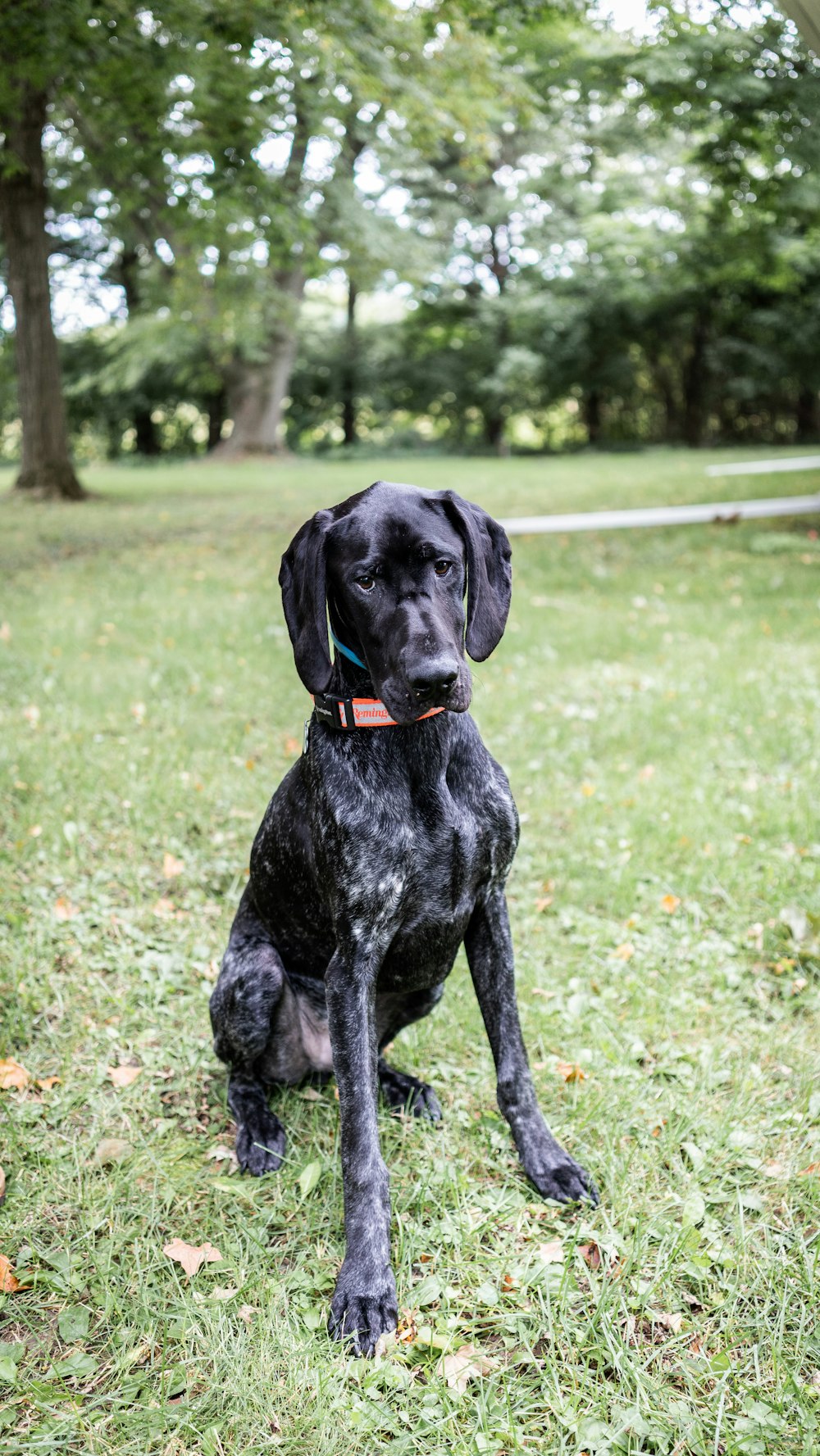 Cão preto de pelo curto no campo verde