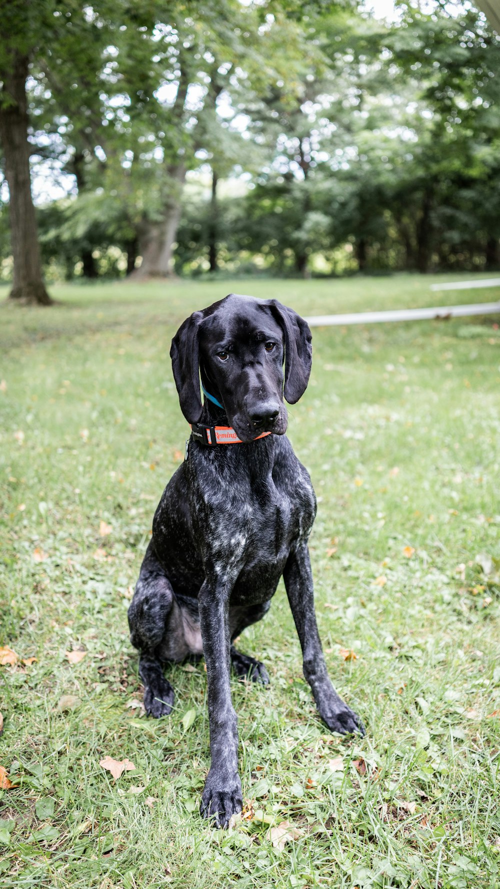 short-coated black dog on green field