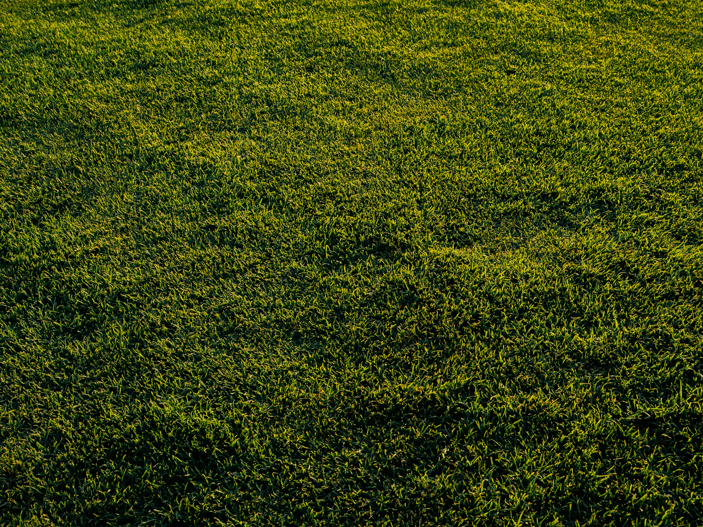Fresh rolls of sod being laid on a prepared lawn
