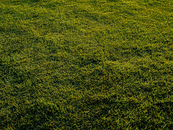 Manicured summer lawn