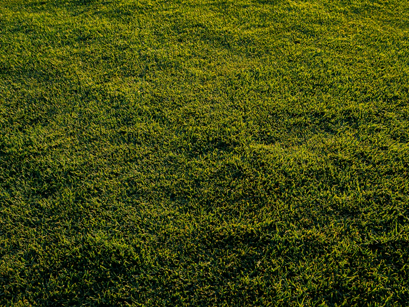 Freshly mowed, manicured green lawn edged along a walkway